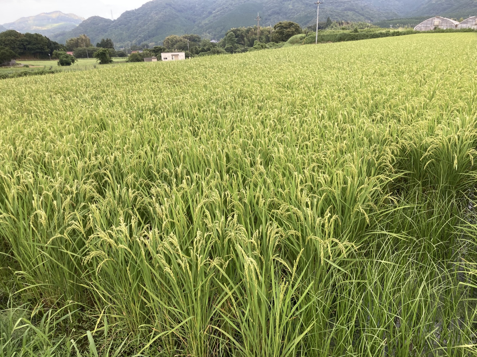 稲穂らしくなってきました