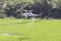 無人ヘリ散布