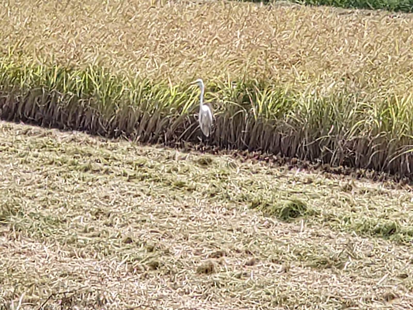 待ってました！と言わんばかり(笑)