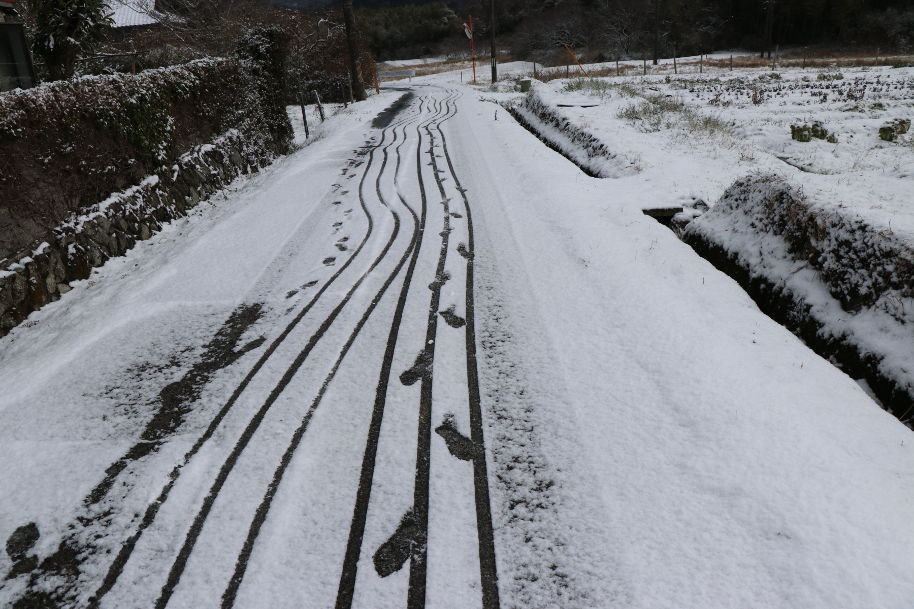 今年初の・・・