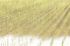 5月14日に植えた苗